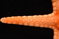 單鏈蛇星(珠鏈單鰓海星)藏品圖，第5張