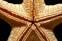 單鏈蛇星(珠鏈單鰓海星)藏品圖，第6張