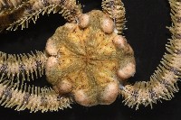 長大刺蛇尾藏品圖，第5張