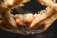 長大刺蛇尾藏品圖，第9張