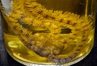 長大刺蛇尾藏品圖，第10張