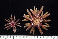 冠棘真頭帕海膽藏品圖，第5張