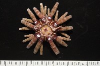 冠棘真頭帕海膽藏品圖，第6張
