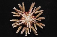 冠棘真頭帕海膽藏品圖，第8張