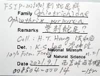 紫刺蛇尾藏品圖，第12張