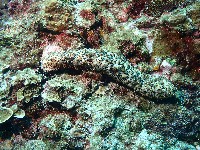 格皮氏海參藏品圖，第1張