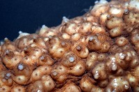 格皮氏海參藏品圖，第5張