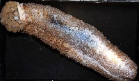 格皮氏海參藏品圖，第6張