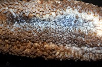 格皮氏海參藏品圖，第7張