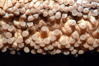 格皮氏海參藏品圖，第8張