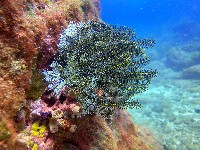 輪替海齒花藏品圖，第1張