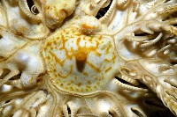 輪替海齒花藏品圖，第5張