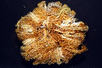 輪替海齒花藏品圖，第6張
