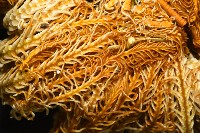 輪替海齒花藏品圖，第7張