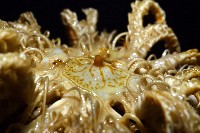 輪替海齒花藏品圖，第8張