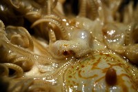 輪替海齒花藏品圖，第9張