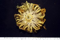 輪替海齒花藏品圖，第2張