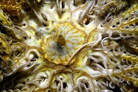輪替海齒花藏品圖，第3張