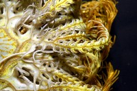 輪替海齒花藏品圖，第5張
