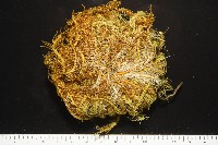 輪替海齒花藏品圖，第6張