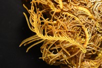 輪替海齒花藏品圖，第7張
