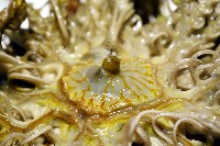 輪替海齒花藏品圖，第8張
