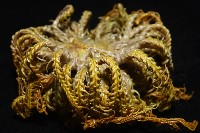 輪替海齒花藏品圖，第10張