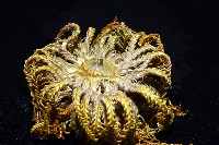 輪替海齒花藏品圖，第11張