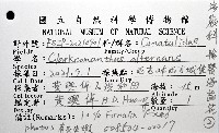 輪替海齒花藏品圖，第12張