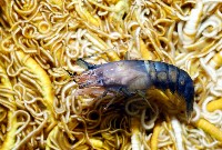 狄氏擬槍蝦藏品圖，第3張