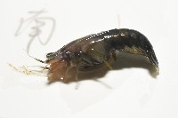 狄氏擬槍蝦藏品圖，第4張