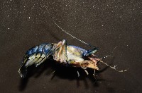 狄氏擬槍蝦藏品圖，第5張