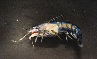 狄氏擬槍蝦藏品圖，第6張