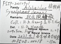 狄氏擬槍蝦藏品圖，第8張
