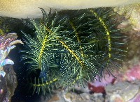 舒維亞海齒花藏品圖，第1張