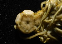 舒維亞海齒花藏品圖，第6張