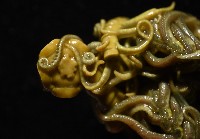 舒維亞海齒花藏品圖，第7張