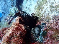 餘刺短羽枝藏品圖，第2張