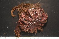 餘刺短羽枝藏品圖，第4張