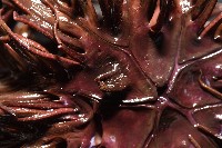 餘刺短羽枝藏品圖，第10張