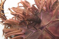 美麗異鎧蝦藏品圖，第6張
