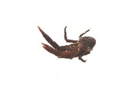 美麗異鎧蝦藏品圖，第7張