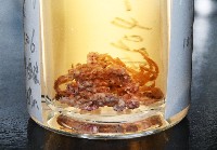 錦疣蛇尾藏品圖，第7張