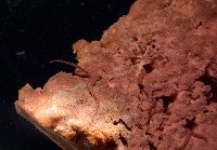 未知種海綿藏品圖，第3張
