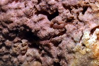 未知種海綿藏品圖，第4張