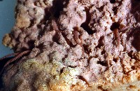 未知種海綿藏品圖，第5張