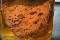 未知種海綿藏品圖，第6張