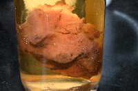 未知種海綿藏品圖，第3張