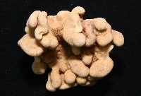 未知種指形軟珊瑚藏品圖，第2張