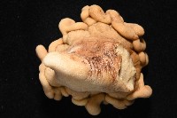 未知種指形軟珊瑚藏品圖，第4張
